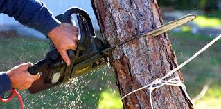 Best Tree Health Inspection  in Chualar, CA