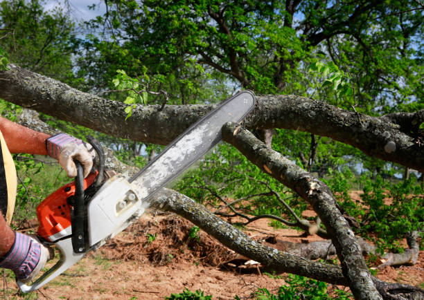 Best Stump Grinding and Removal  in Chualar, CA