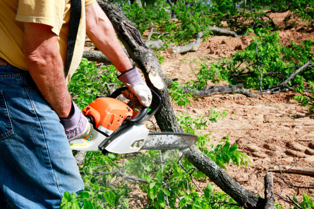 Best Fruit Tree Pruning  in Chualar, CA